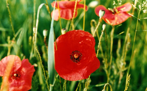 Mohn (Foto: Georg Pfister) Mohn (Foto: Georg Pfister)